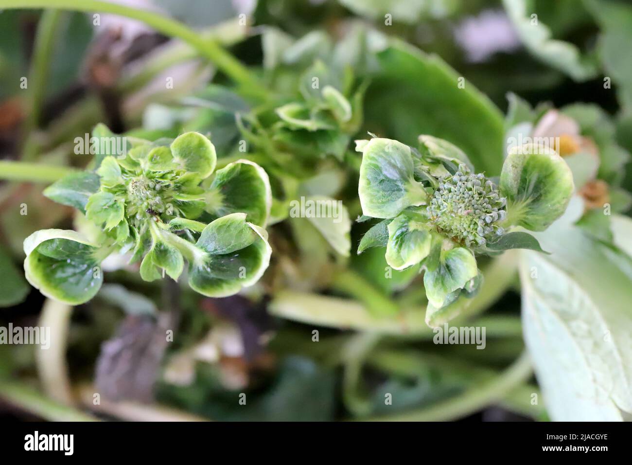 Infectious phyllody by Phytoplasma. Deformed strawberry flowers. Stock Photo