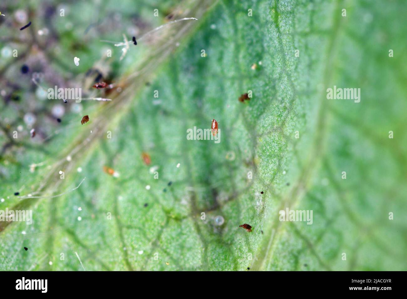 Red spider mites (Tetranychus urticae) and Steneotarsonemus fragariae, cyclamen mite - Phytonemus pallidus on damaged strawberry leaf. Stock Photo