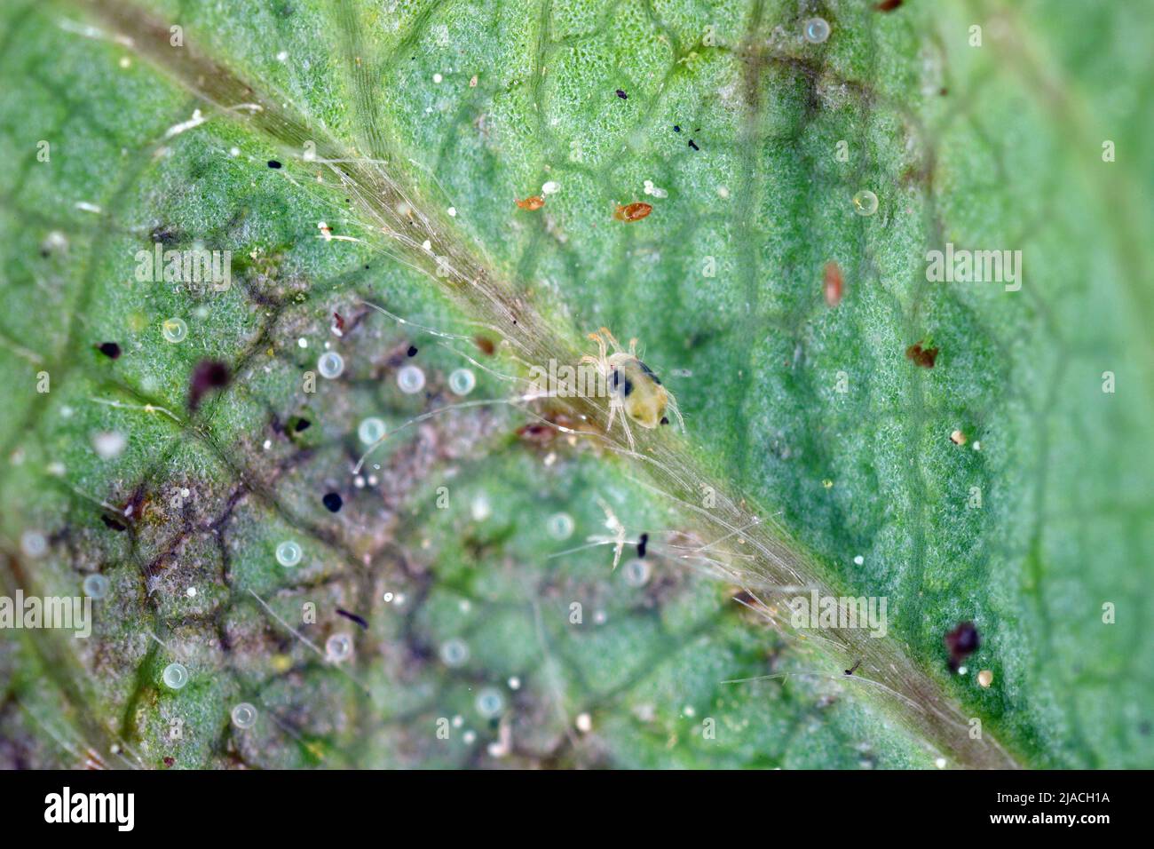 Red spider mites (Tetranychus urticae) and Steneotarsonemus fragariae, cyclamen mite - Phytonemus pallidus on damaged strawberry leaf. Stock Photo