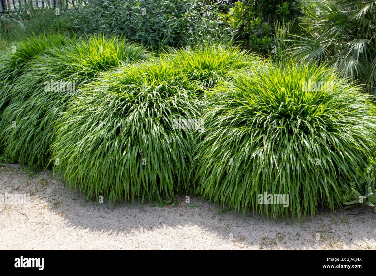 Japanese forest grass or hakonechloa macra or hakone grass bamboo-like ornamental plant with cascading mounds of lush green foliage in the sunny garde Stock Photo