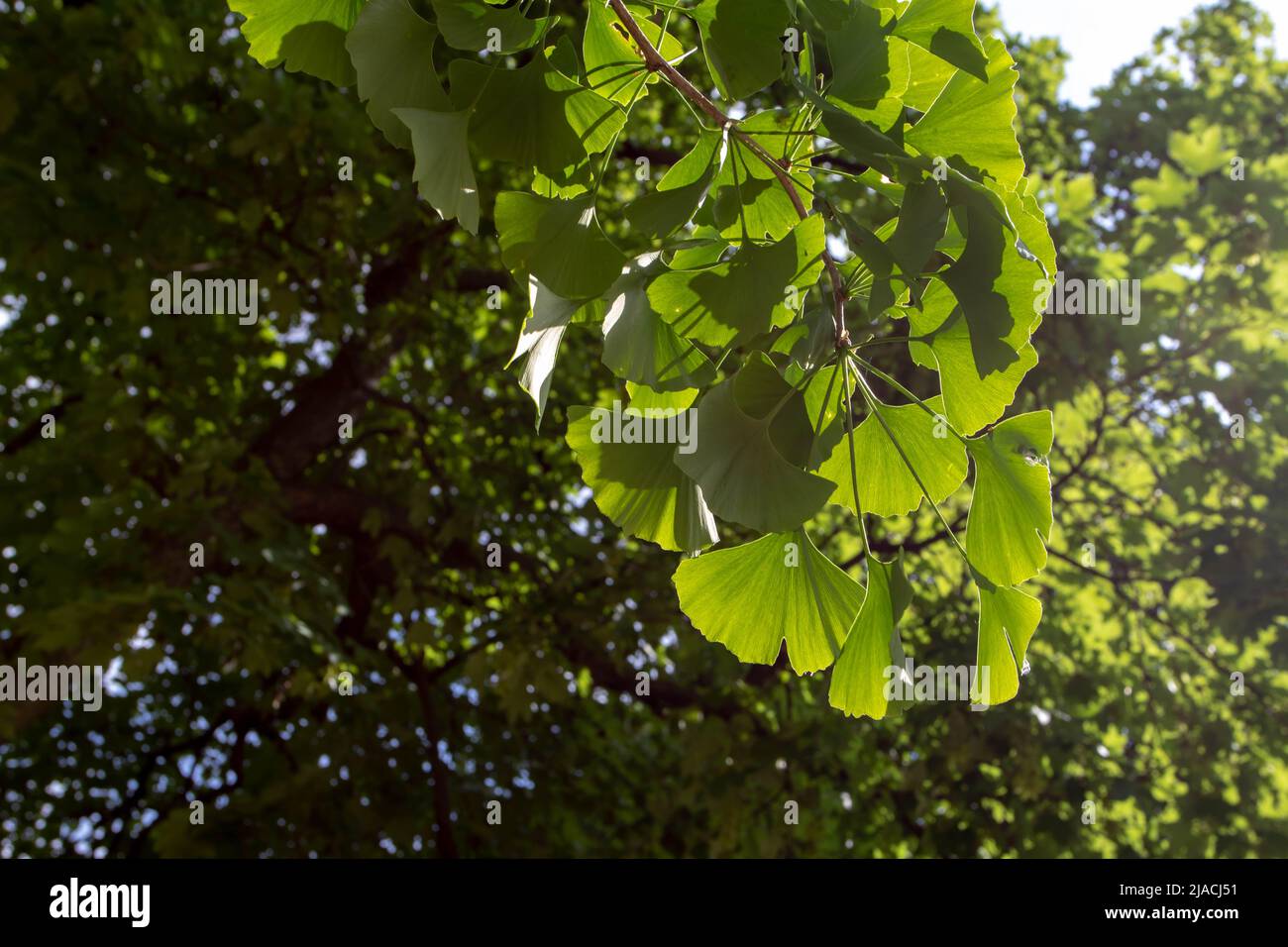 Ginkgo biloba or gingko or maidenhair decorative tree with spring green leaves in the ornamental garden Stock Photo