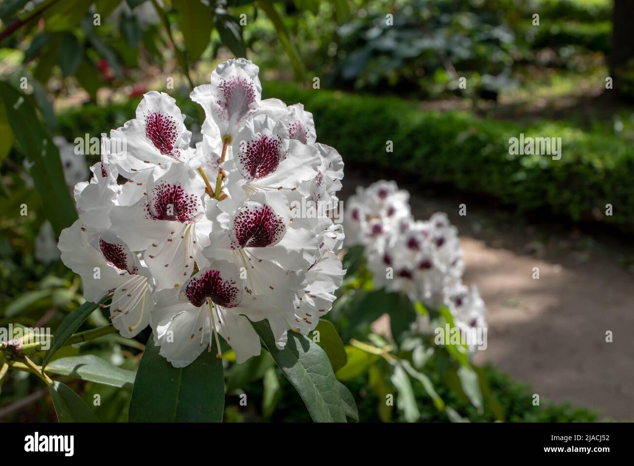 Rhododendron plant with white flowers covered with dark purple spots in the ornamental garden Stock Photo