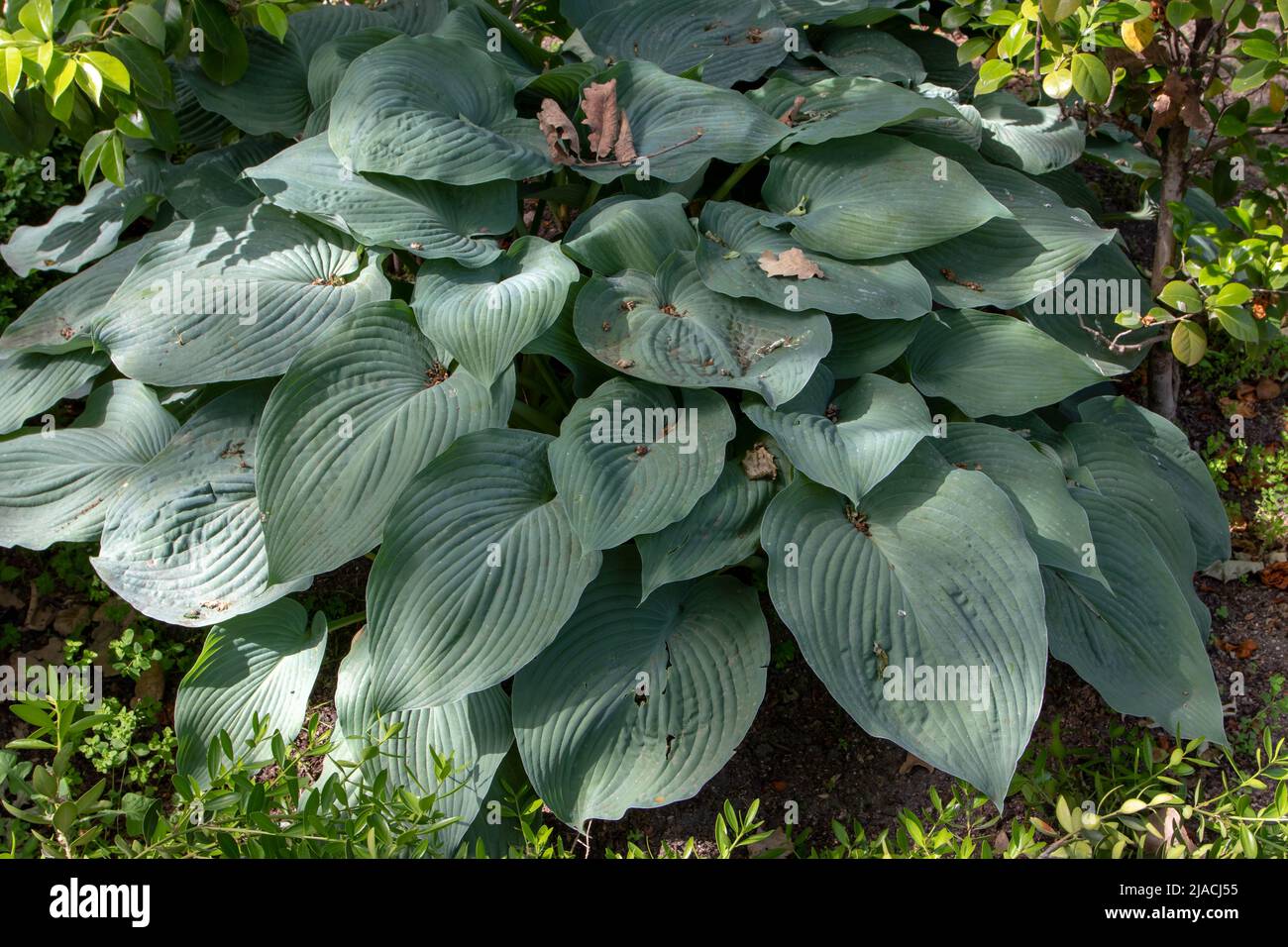 Hosta or funkia or plantain lily or giboshi foliage ornamental plant in the shady garden Stock Photo