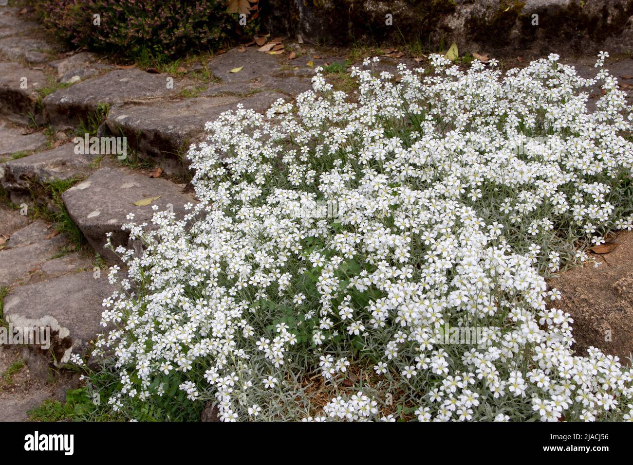 Cerastium tomentosum or snow-in-summer low spreading flowering plant covered with small white flowers in the rocary Stock Photo