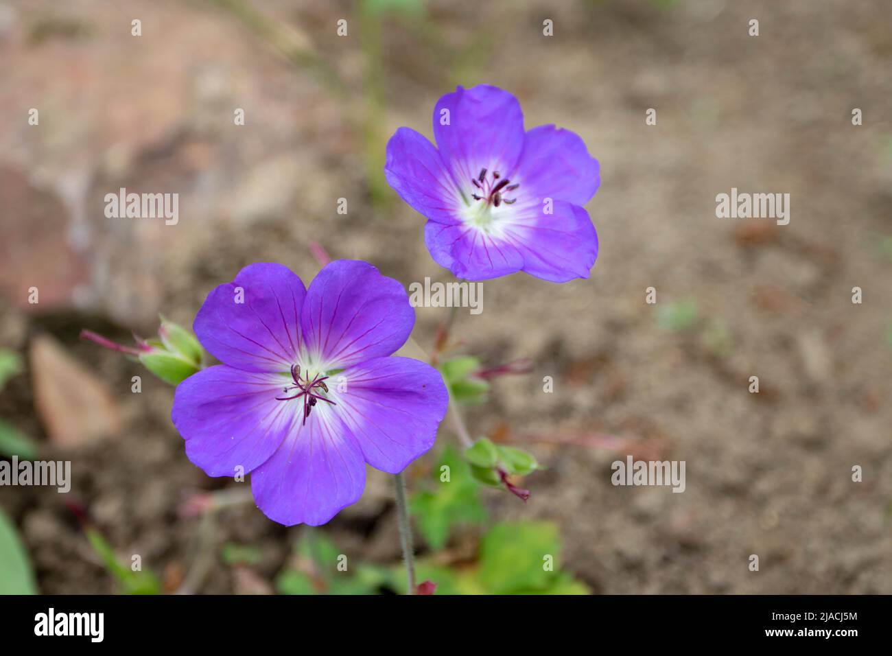 Purple geranium or cranesbill flowers closeup on the blurred background Stock Photo