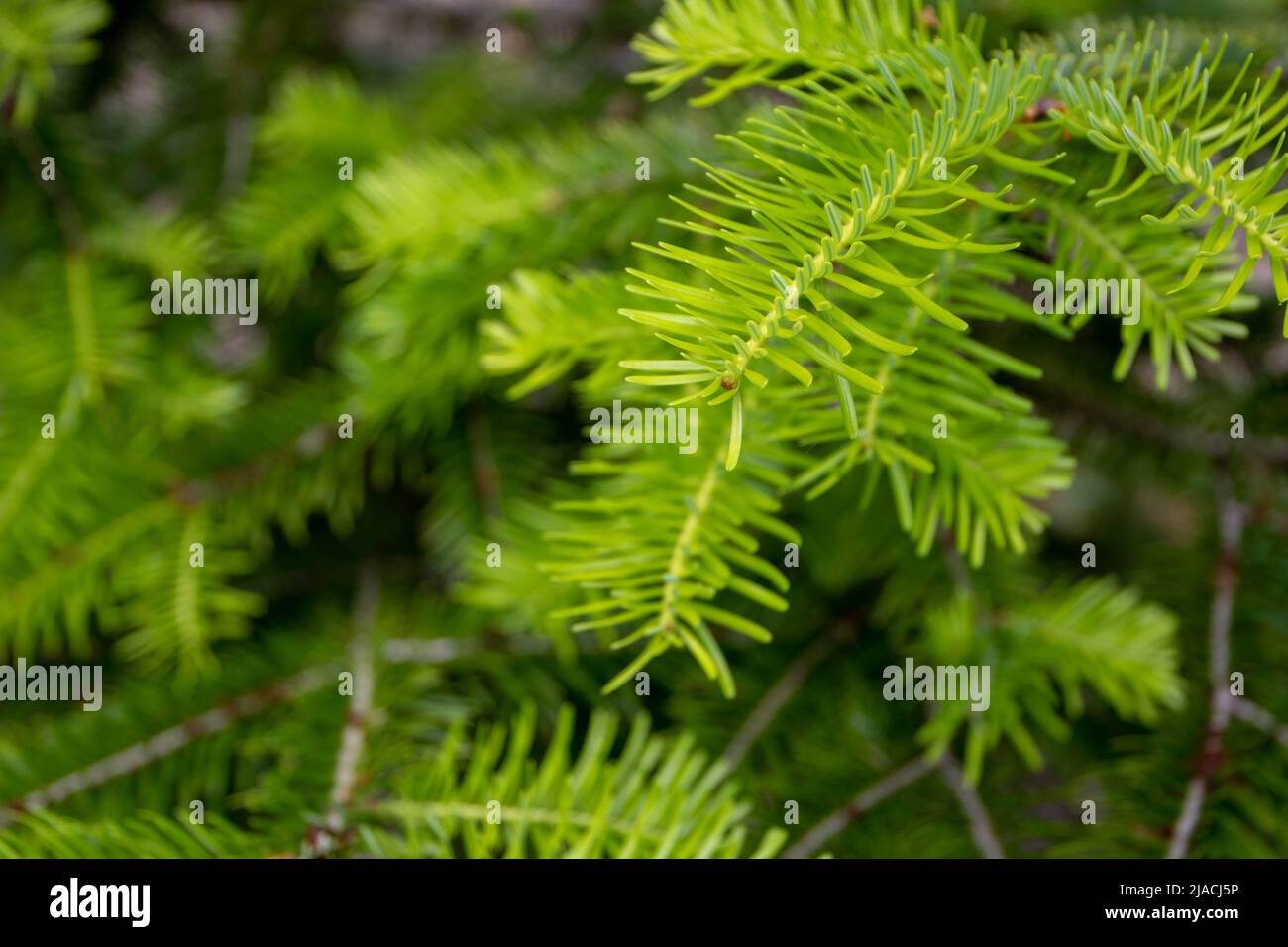 Bright green coniferous tree branch growth on the blurred spring forest background Stock Photo