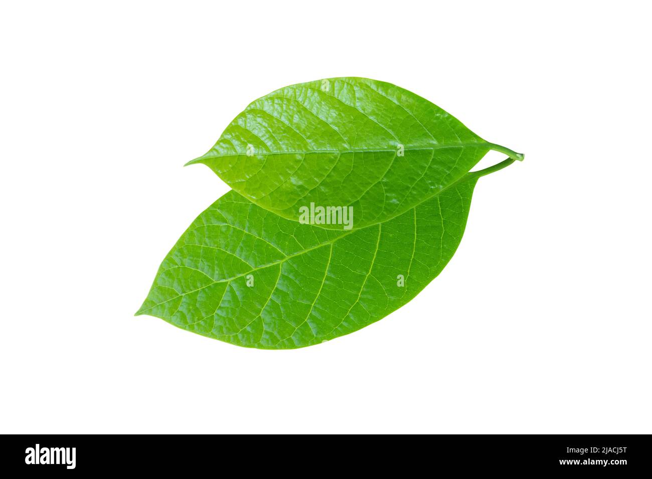 Avocado or alligator pear or Persea americana tree leaf closeup isolated on white. Green foliage. Stock Photo