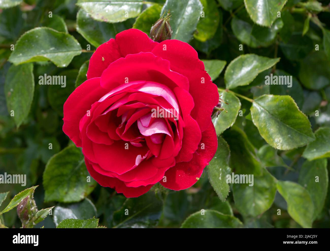 Bright red bicolor hybrid tea rose flower with pink reverse in the sunny garden Stock Photo