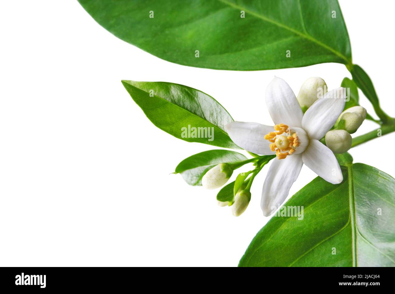 Orange blossom branch with white flowers, buds and leaves closeup isolated on white. Neroli citrus bloom. Stock Photo