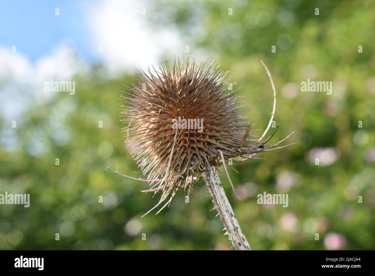 Dried thistle head (Asteraceae) against a green background with copyspace. Stock Photo