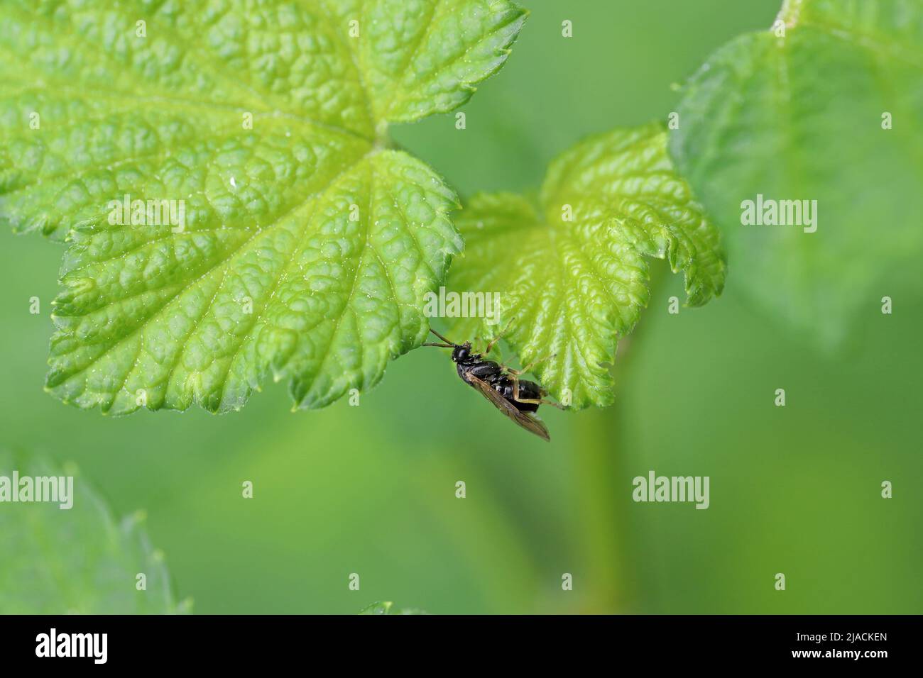 Common gooseberry sawfly Pristiphora appendiculata laying eggs into a currant leaf. This pest can rapidly defoliate gooseberry plants. Stock Photo