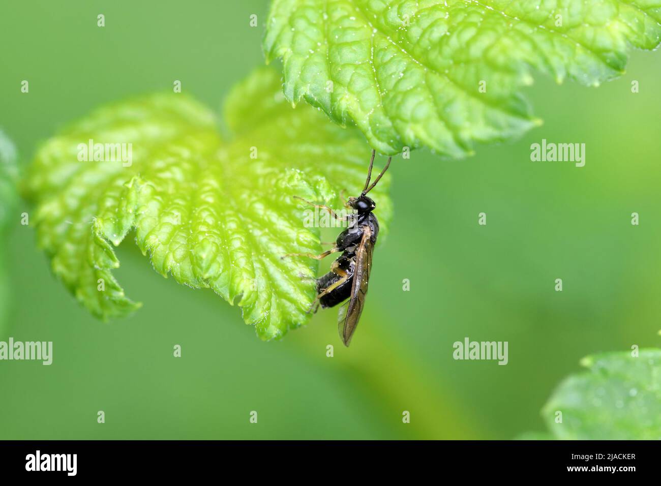 Common gooseberry sawfly Pristiphora appendiculata laying eggs into a currant leaf. This pest can rapidly defoliate gooseberry plants. Stock Photo