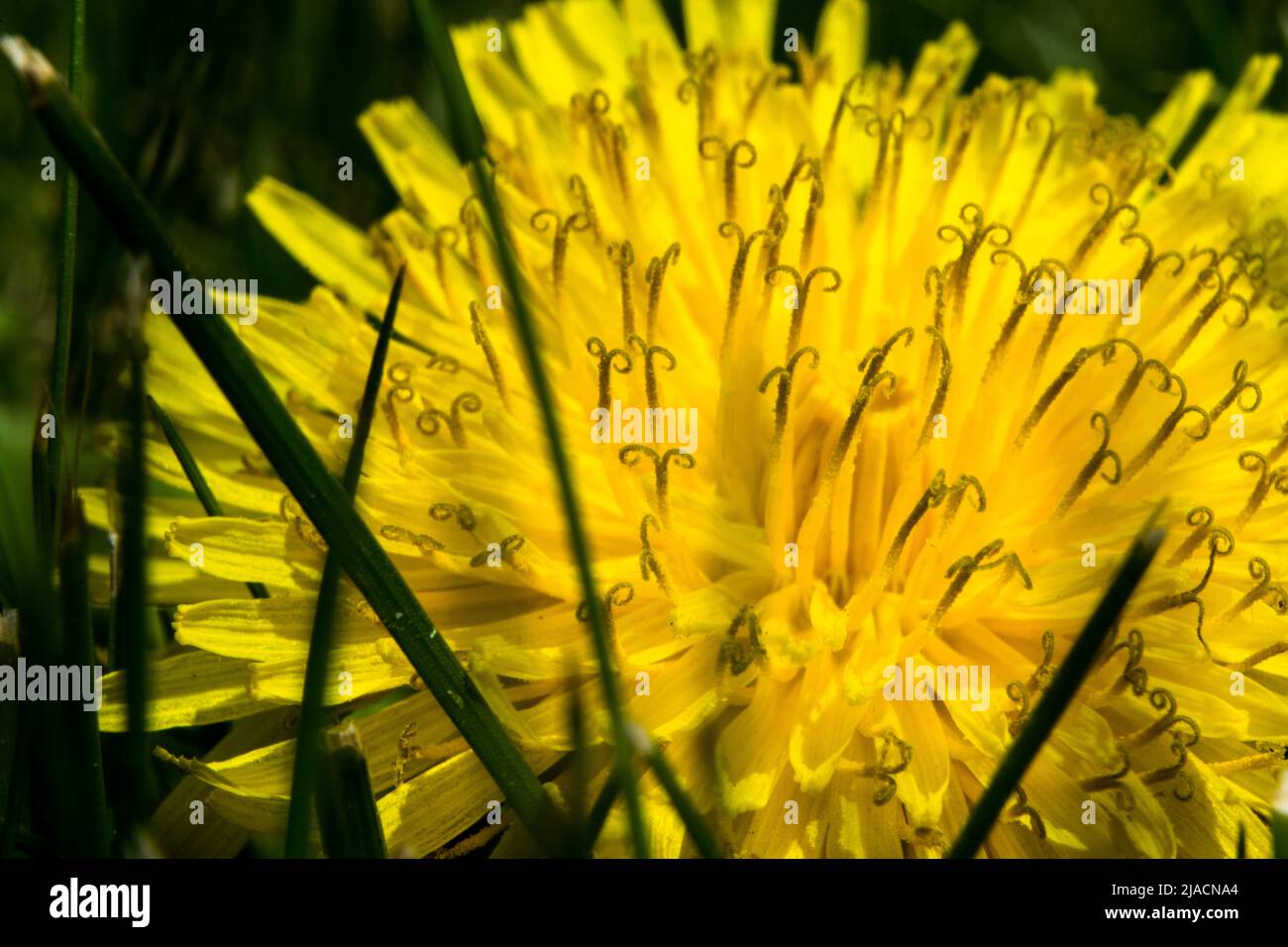 Stunning plantlife hi-res stock photography and images - Alamy