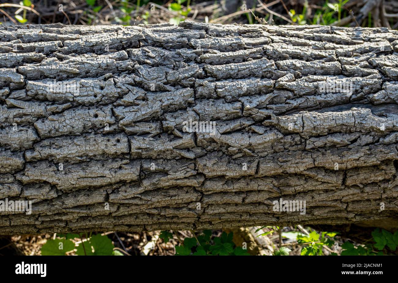 A close up shot of a tree trunk, can be used as background, wall paper, texture, pattern, or abstract - stock photography Stock Photo