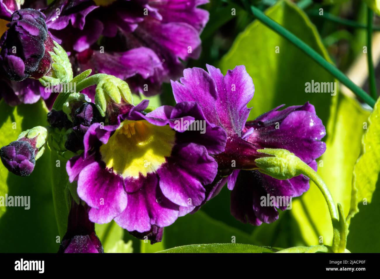Flowers from the garden Stock Photo Alamy