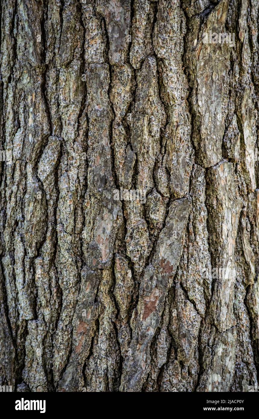 Patterns on a tree trunk, can be used as background, wall paper, texture, pattern, or abstract - stock photography Stock Photo
