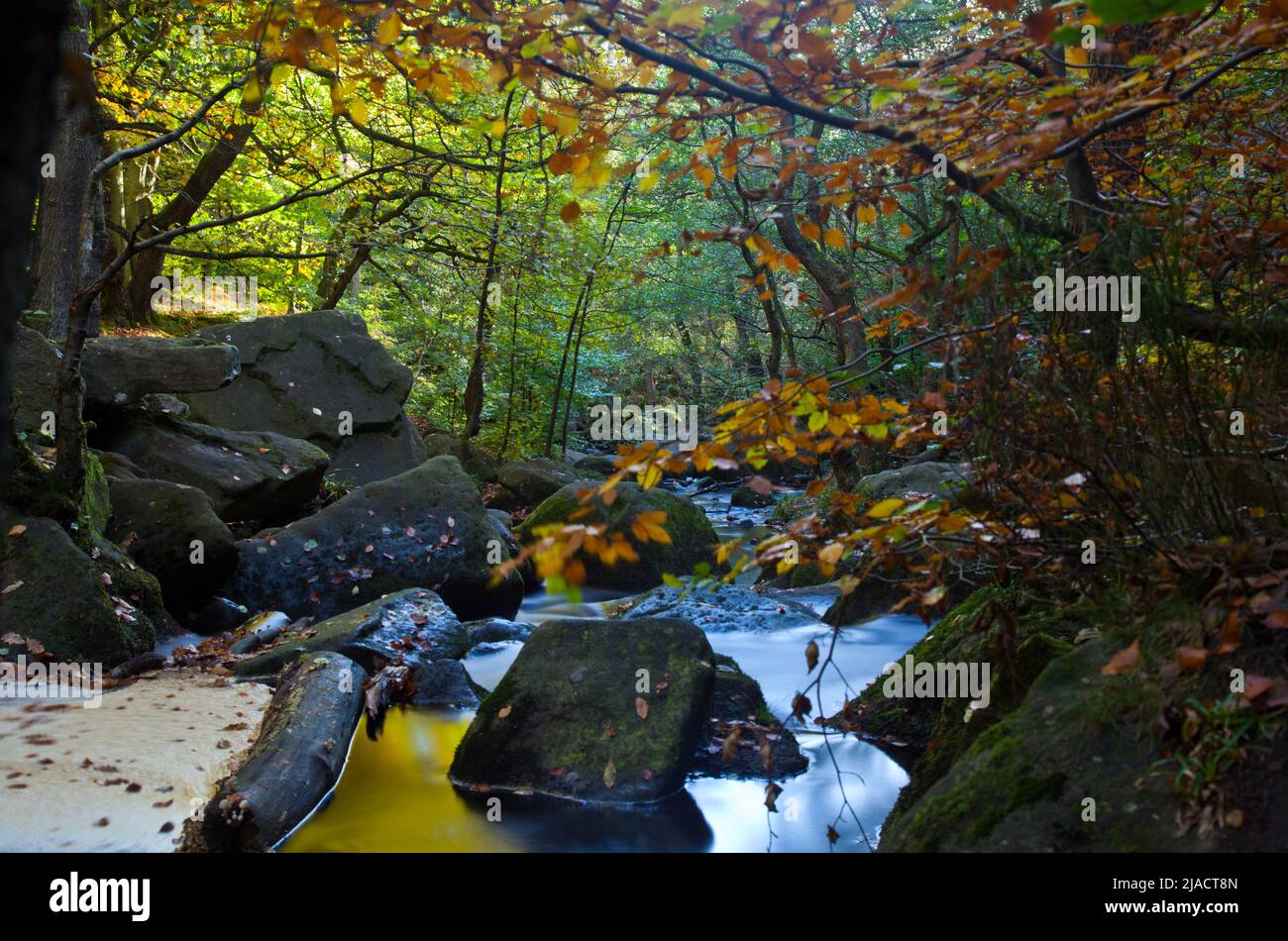 Padley Gorge Ancient Woodland, Derbyshire Sheffield South Yorkshire, forest photograph, forest floor, UK Stock Photo