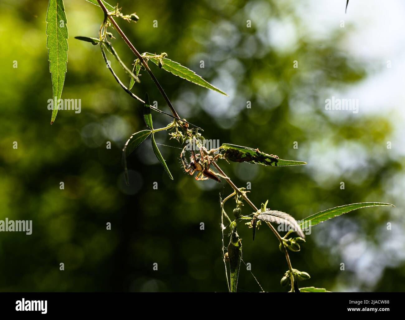 Kolkata, West Bengal, India. 28th May, 2022. A male two-striped jumper (Telamonia dimidiata) spider is found in Asian tropical rain forests, hides in camouflage in the Marijuana or Ganja leaves flowers to catch prey in Kolkata. (Credit Image: © Soumyabrata Roy/Pacific Press via ZUMA Press Wire) Stock Photo