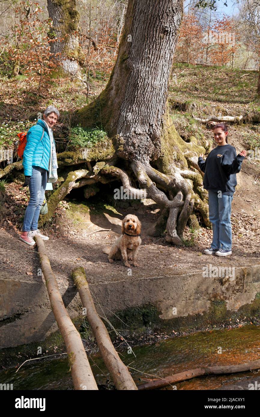 Forest of Dean Sculpture park exposed tree roots with visitors and a dog. Stock Photo