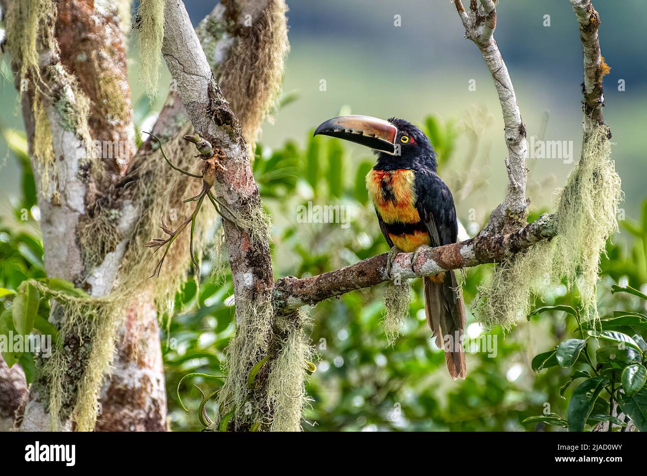 Collared aracari perched in the rain forest of Panama Stock Photo