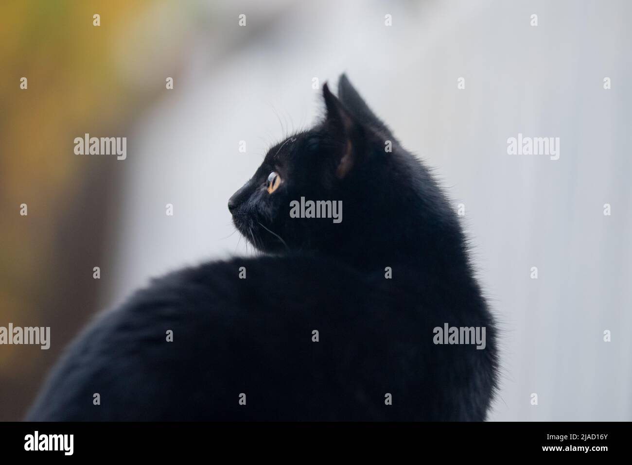 Beautiful black cat close up hi-res stock photography and images - Alamy