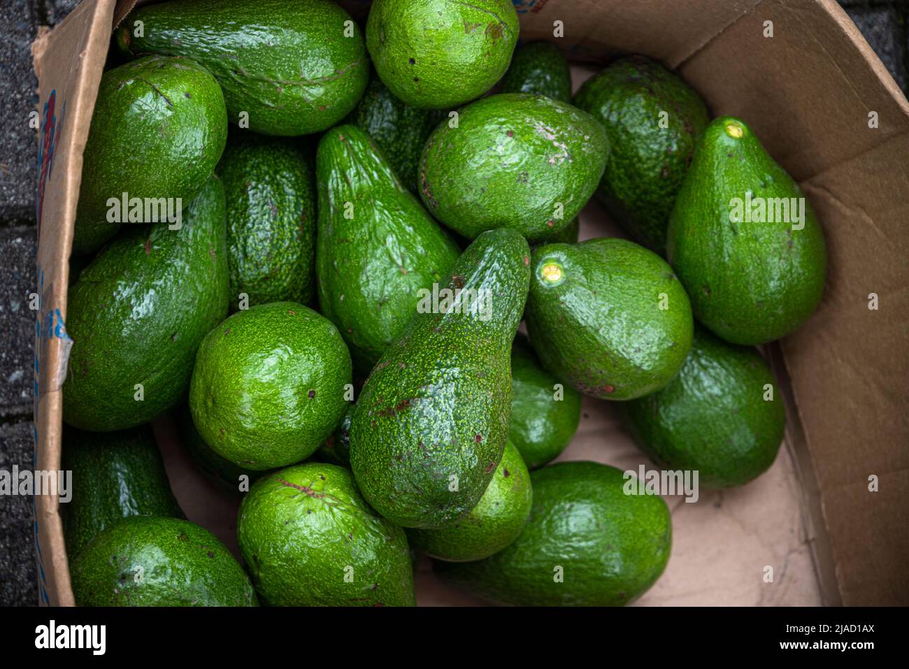 Green Avocados in a box Stock Photo