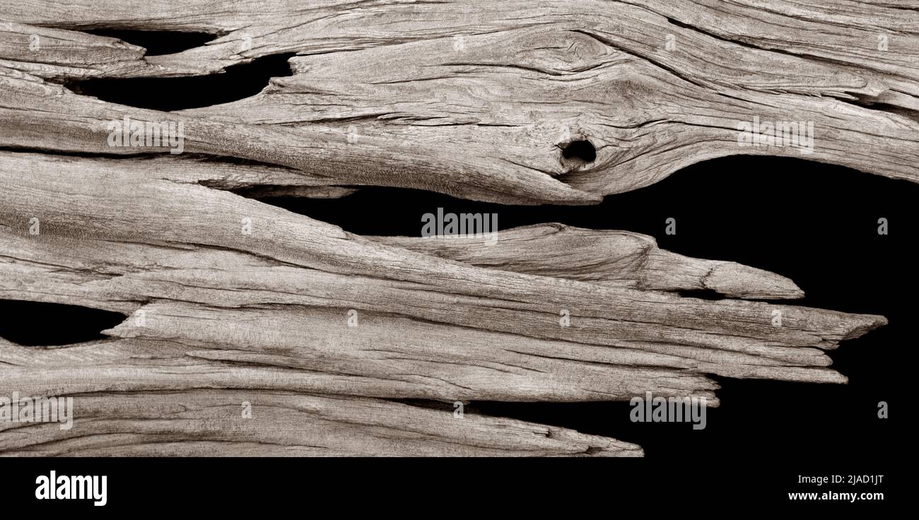 Dead wood Stock Photo