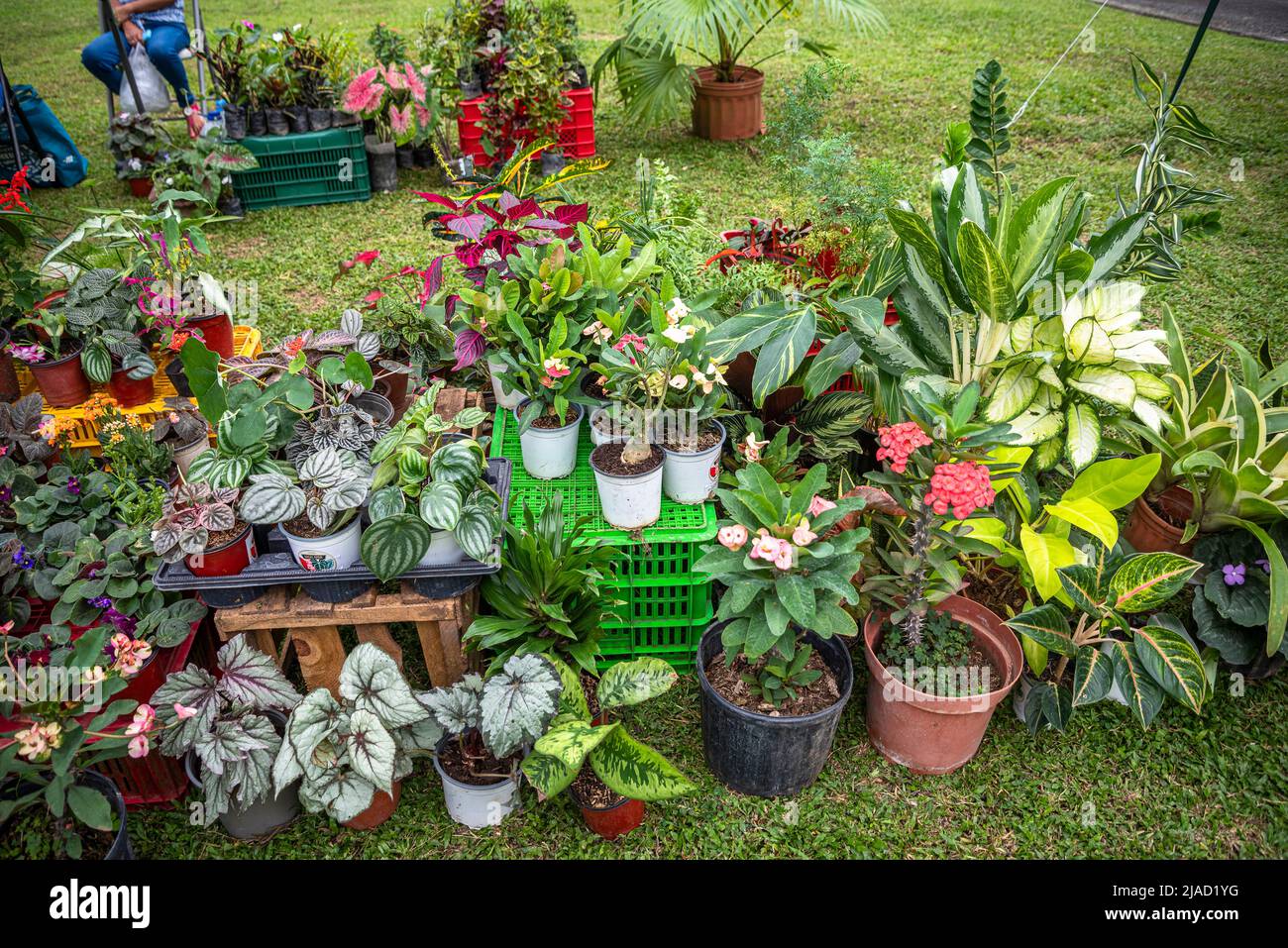 Plants for sale at a local country market in Panama Stock Photo