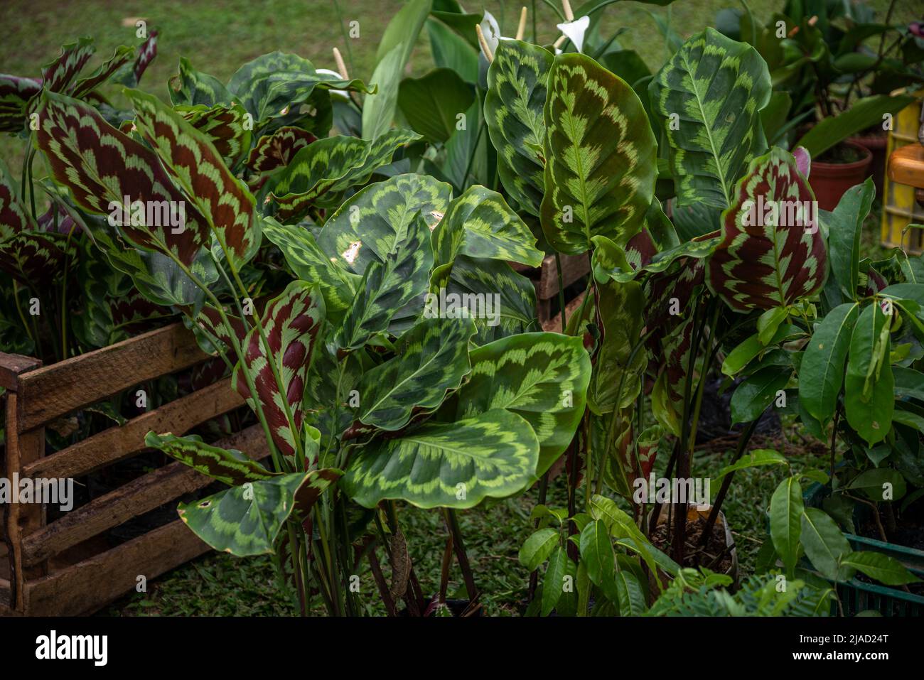 Green leavs of plants for sale Stock Photo