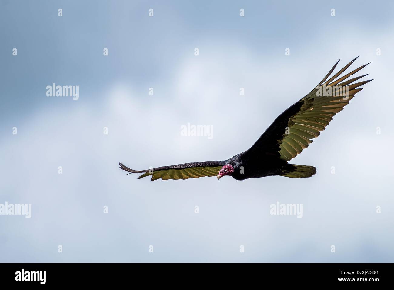 Turkey Vulture in flight gliding play a valuable role in keeping wildlife diseases in check Stock Photo