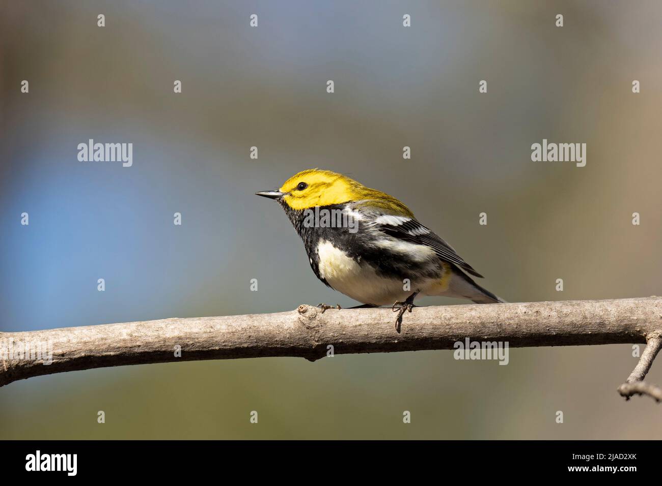 Black-Throated Green Warbler, (Setophaga virens) Stock Photo