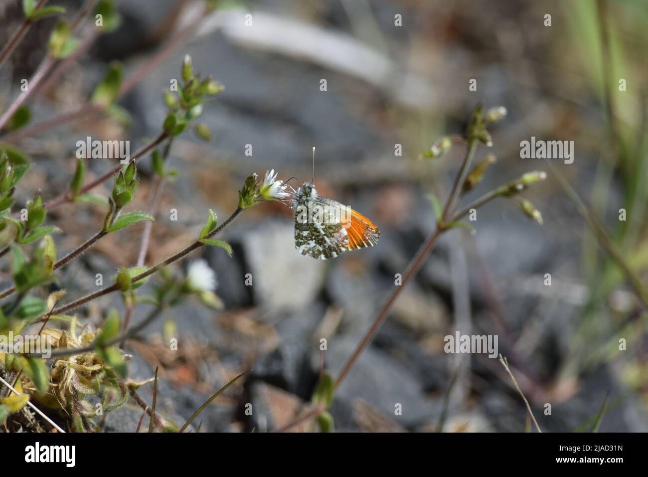 Orange-tip butterfly Anthocharis cardamines Stock Photo