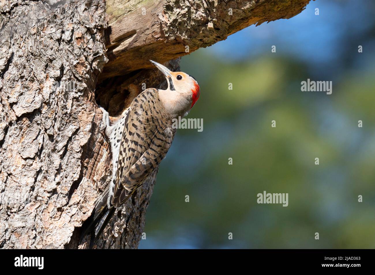 Northern Flicker (Colaptes auratus), Woodpecker Stock Photo