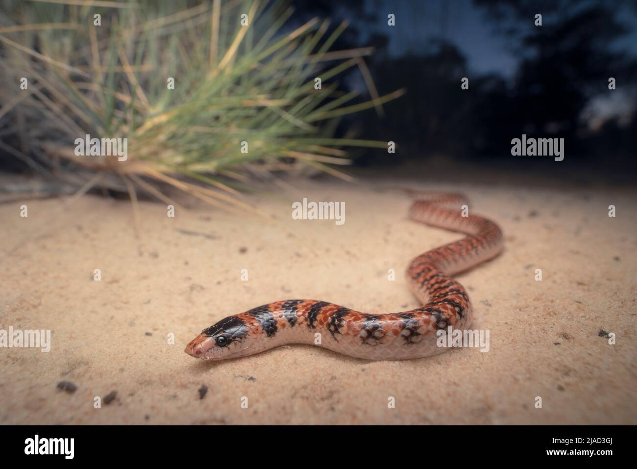 Close-up of a wild southern shovel-nosed snake (Brachyurophis semifasciatus) in sandy mallee habitat, Australia Stock Photo