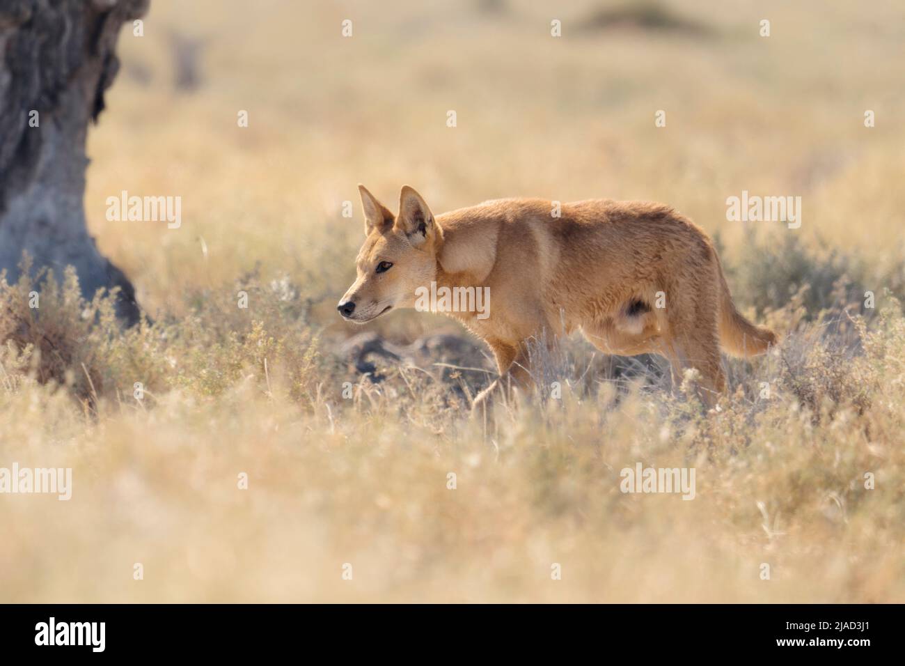 Wild dingo (Canis lupus dingo) stalking prey, Australia Stock Photo