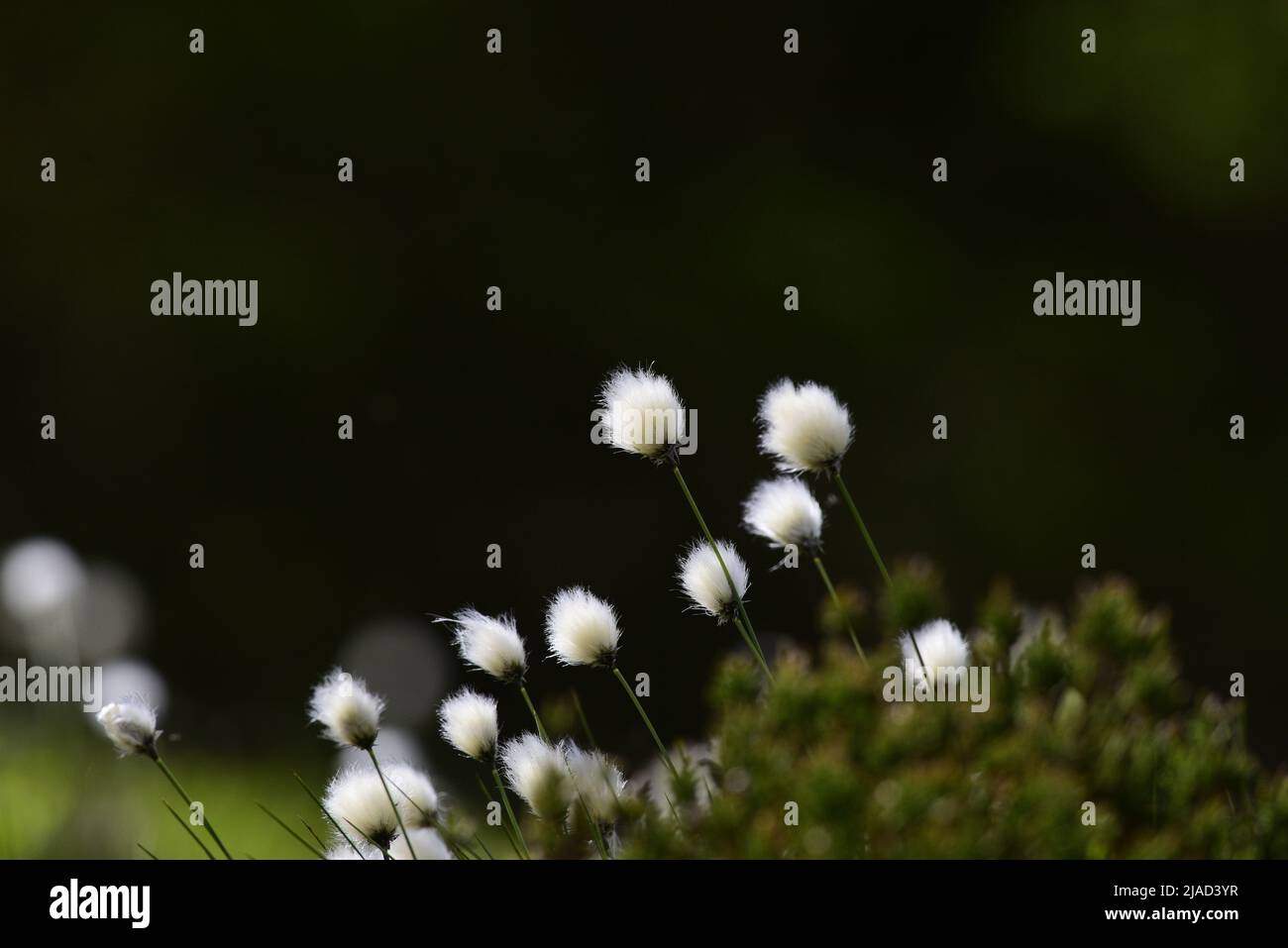 Eriophorum angustifolium or Cotton Grass Stock Photo