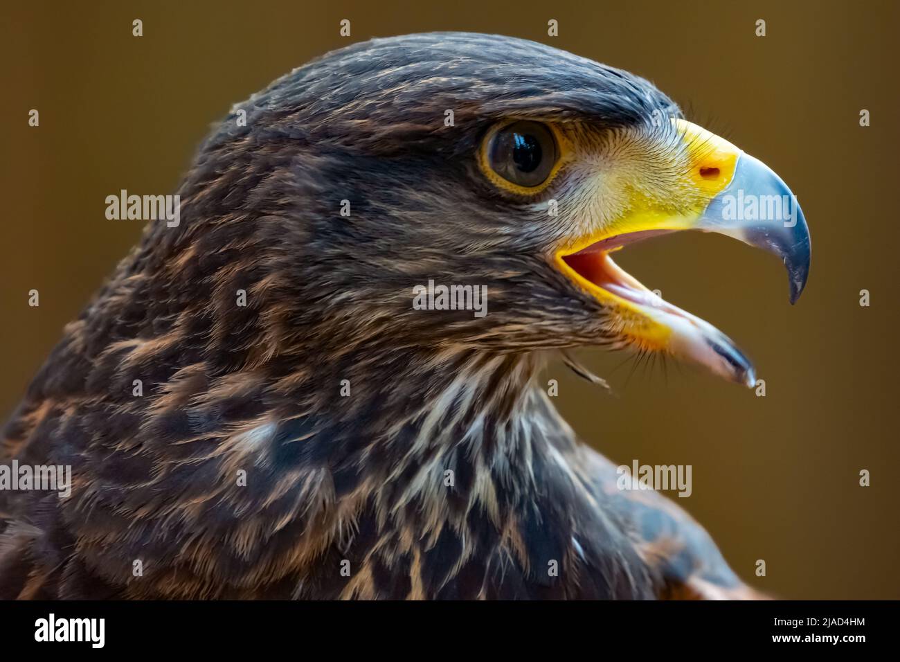Close-up portrait of a Golden Eagle, British Columbia, Canada Stock Photo