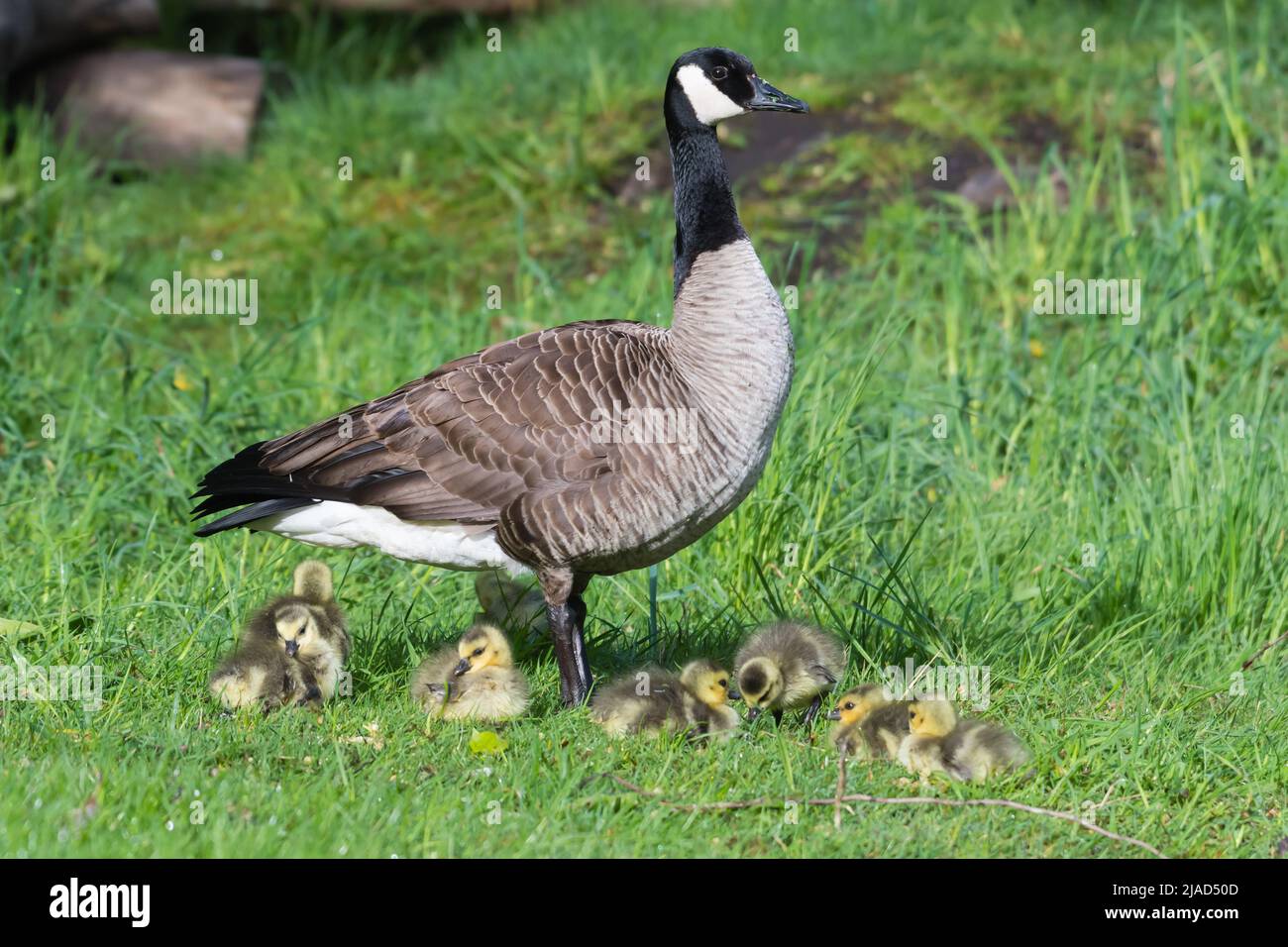 Canada Goose and Goslings, British Columbia, Canada Stock Photo - Alamy