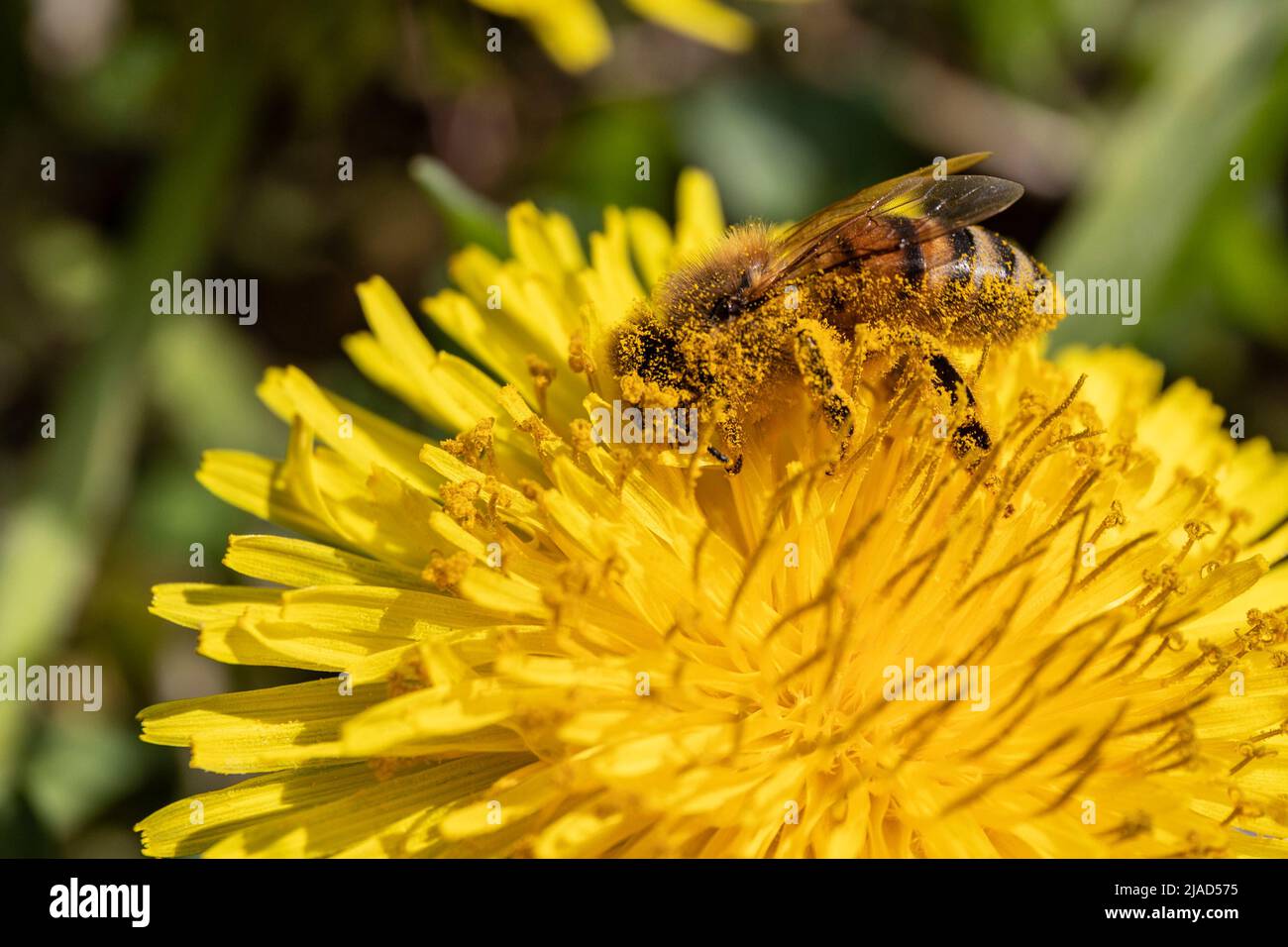 Ape bottinatrice piena di polline di Tarassaco Stock Photo