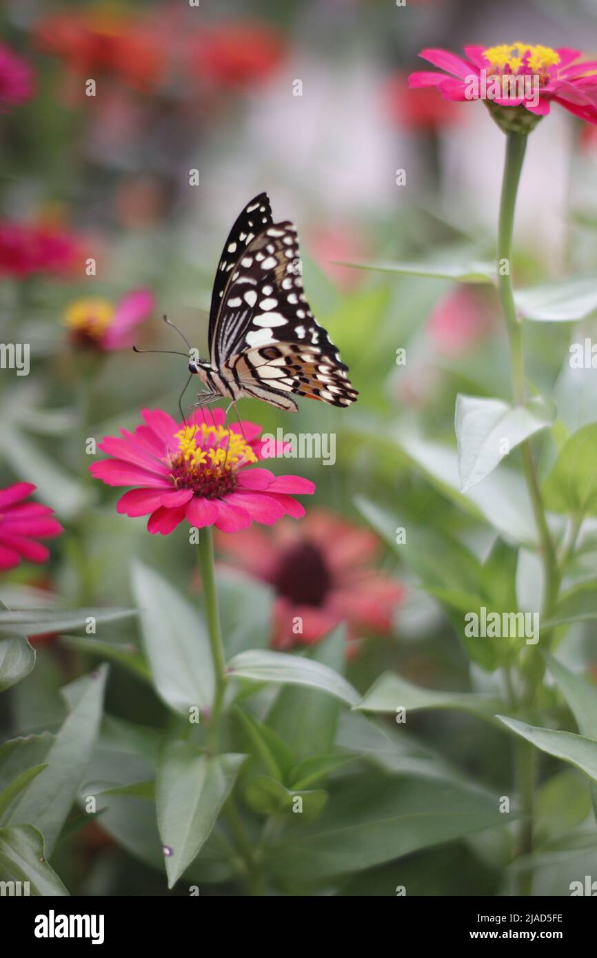 a butterfly perched on a pink zinnia flower in the garden Stock Photo