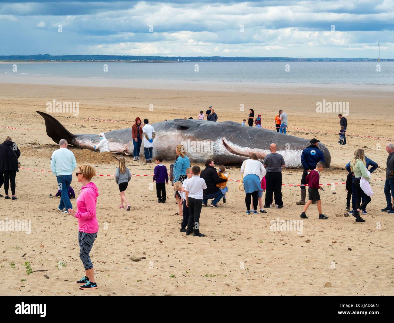 A Replica of a Sperm Whale on Majuba Beach Redcar it is intended to highlight the environmental risks to Whales a team of performers act as scientists Stock Photo