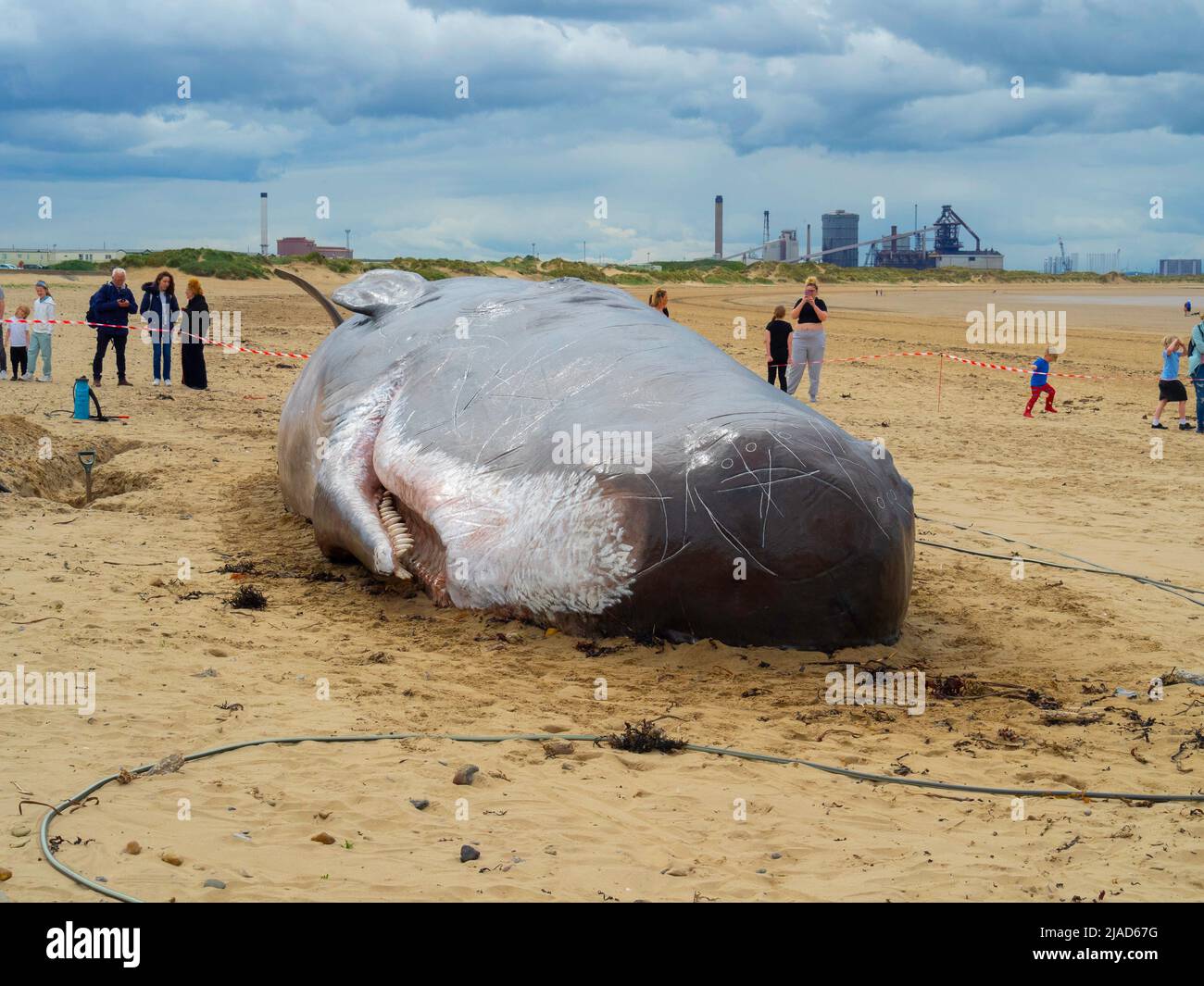 A Replica of a Sperm Whale on Majuba Beach Redcar it is intended to highlight the environmental risks to Whales a team of performers act as scientists Stock Photo