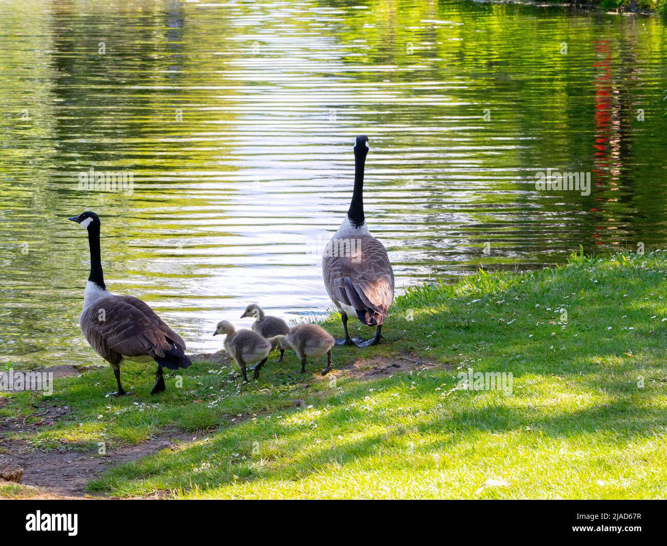 A pair of Canada Geese with three goslings in Locke Park Lake Redcar in spring Stock Photo