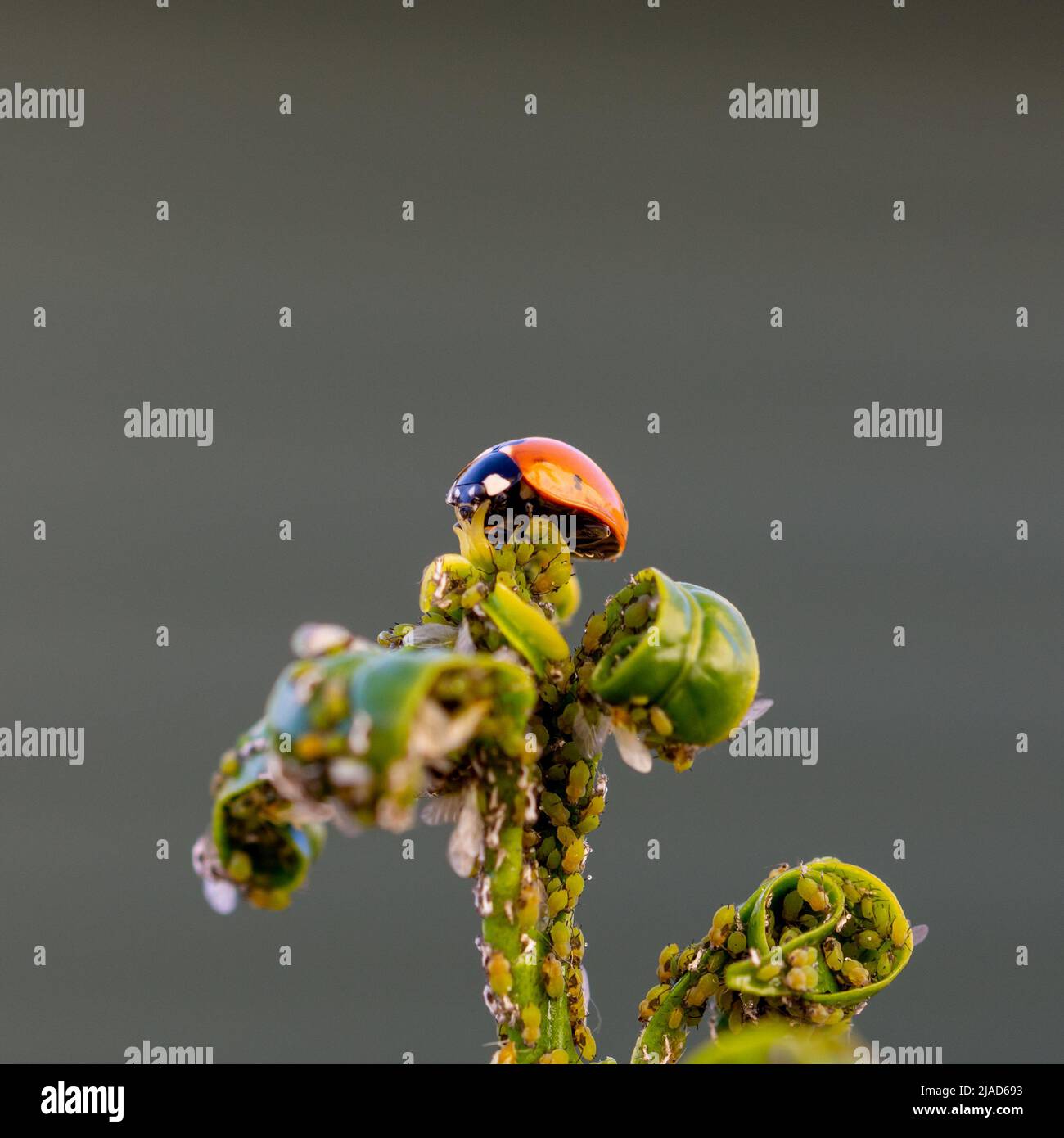 Natural pest control Detail of a ladybug eating an aphid on a tree