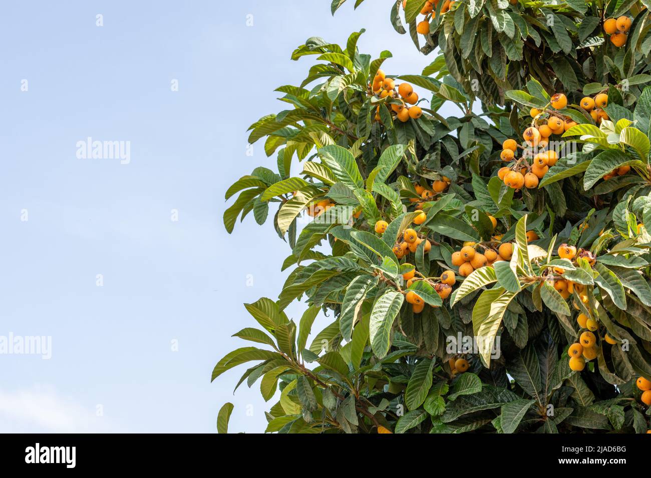 Tropical tree (Mespilus germanica) full of medlars on the coast of Andalusia (Spain) Stock Photo
