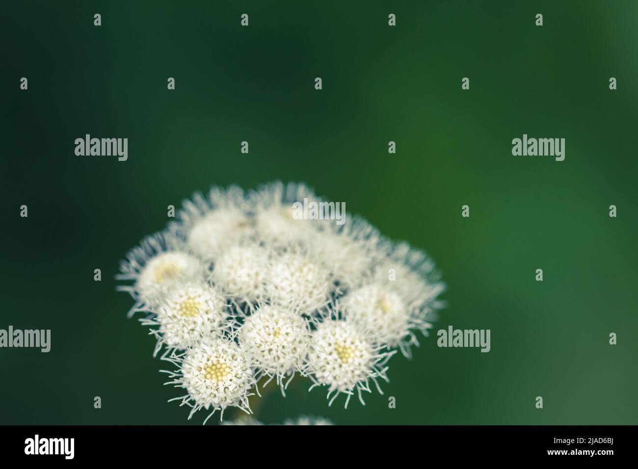 Detail of white foam flowers (Ageratina adenophora) on a green background in a garden Stock Photo
