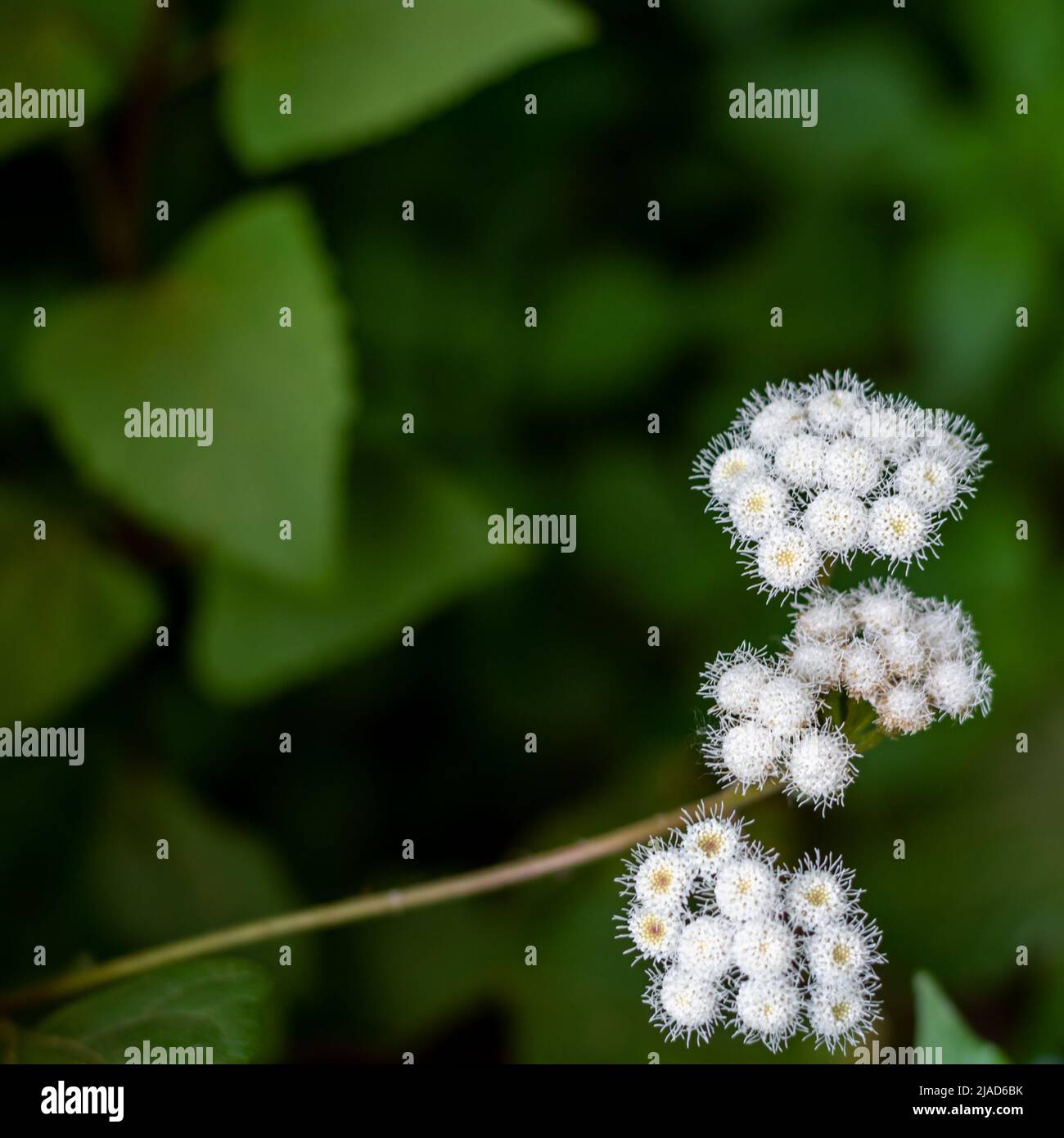 Detail of white foam flowers (Ageratina adenophora) on a green background in a garden Stock Photo
