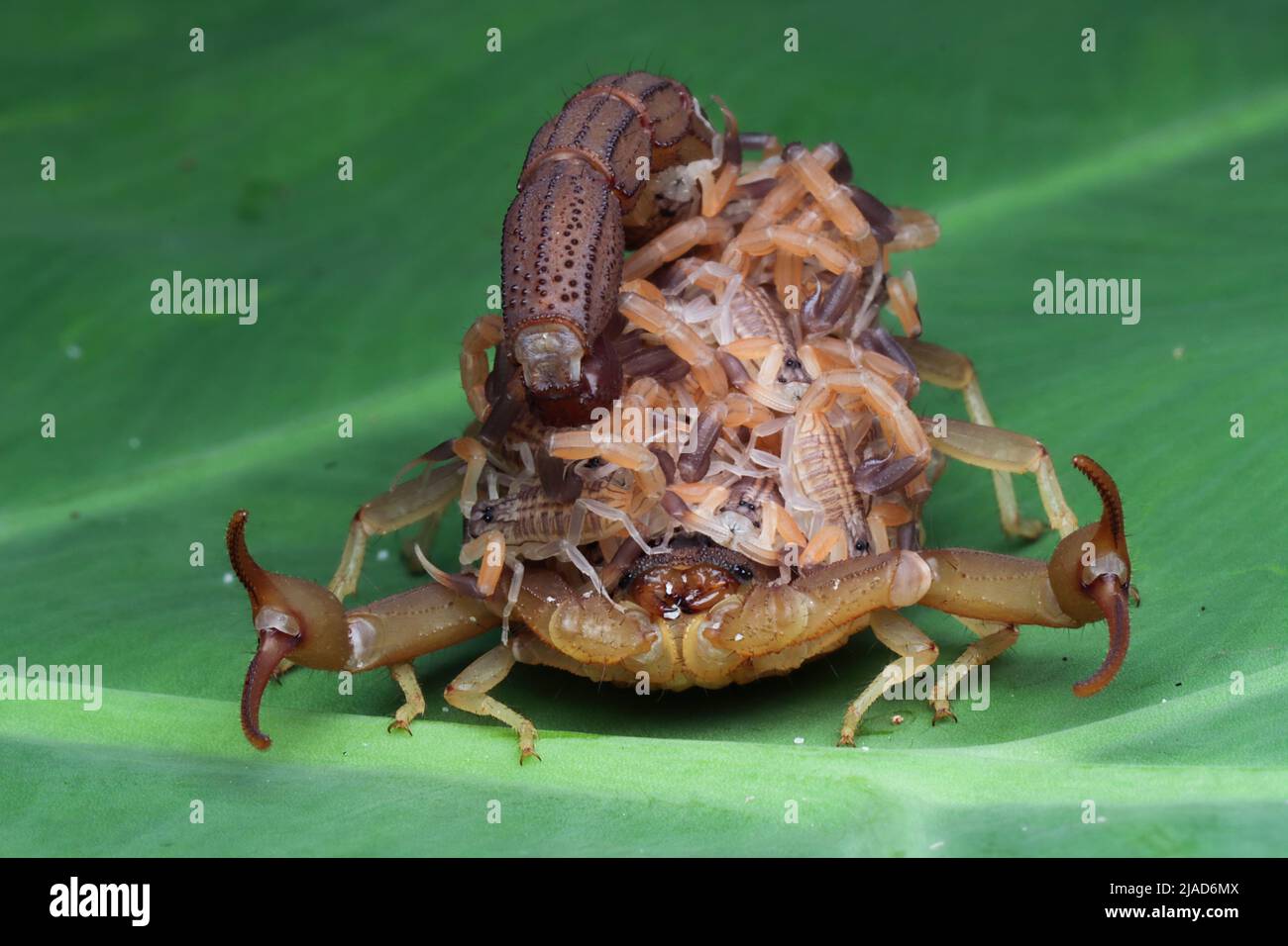 Hottentotta scorpion with scorplings on her back, Indonesia Stock Photo