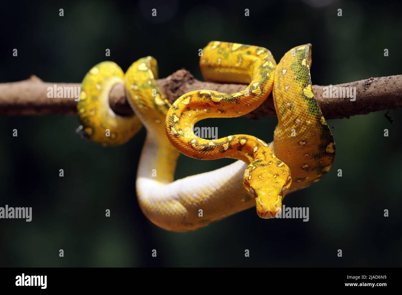 Juvenile Green tree python on a branch, Indonesia Stock Photo