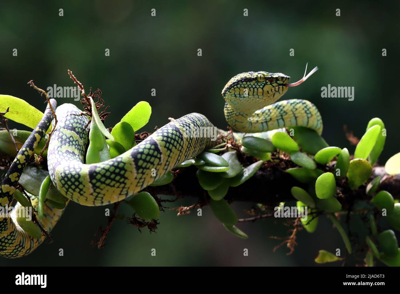 Wagler's Pit Viper snake on a branch, Indonesia Stock Photo